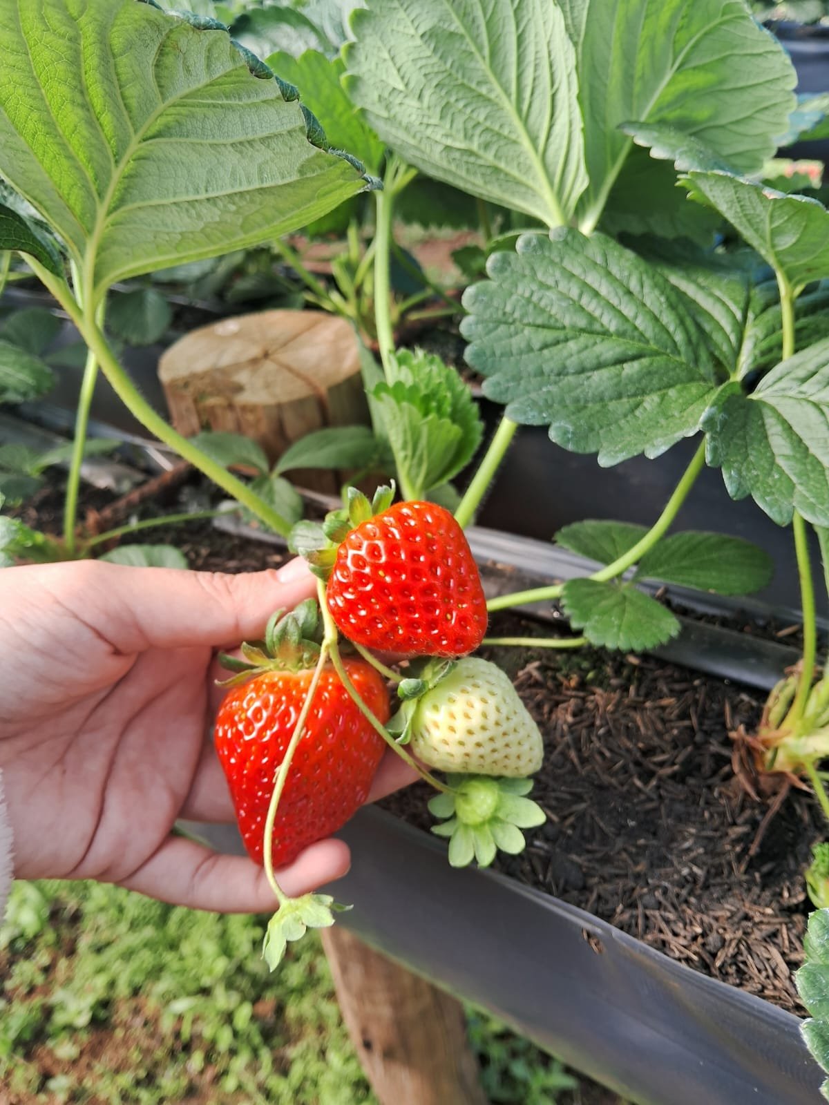 Morangos maduros e verdes crescendo na planta